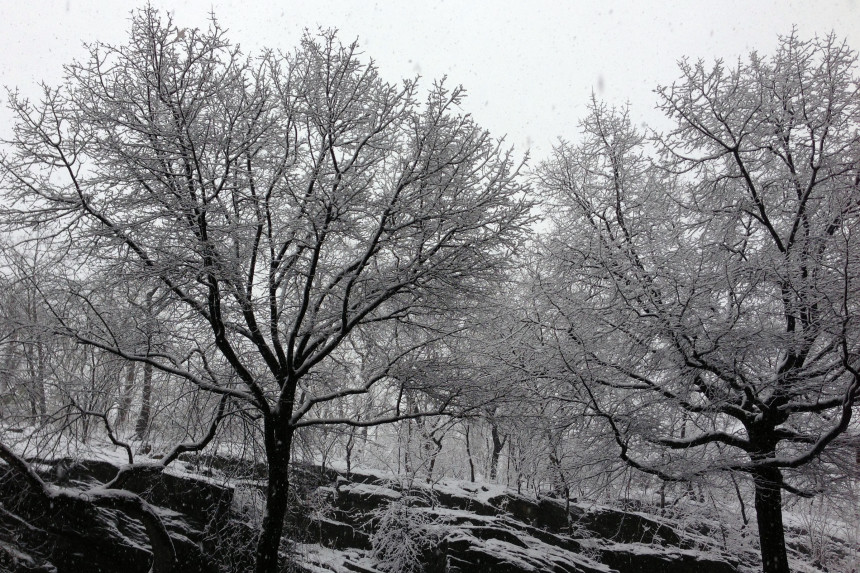 Central Park Snow