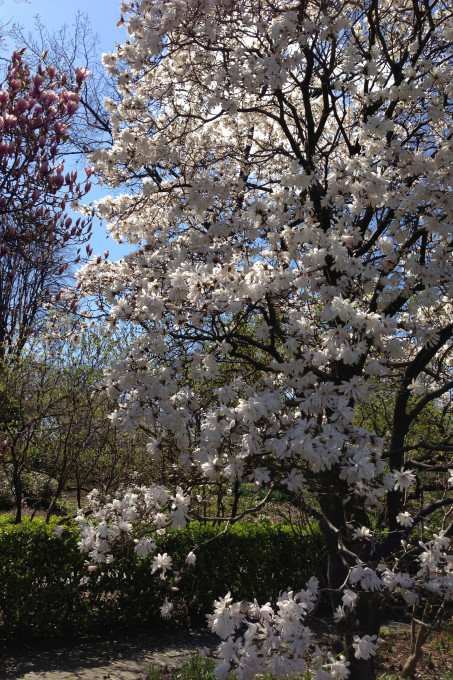 Spring Tree