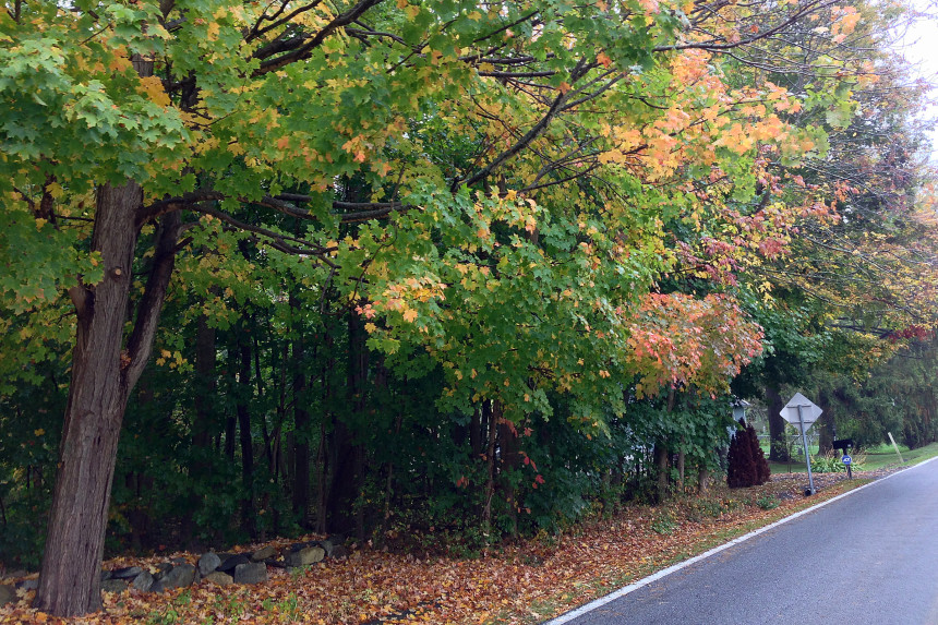 Fall Foliage