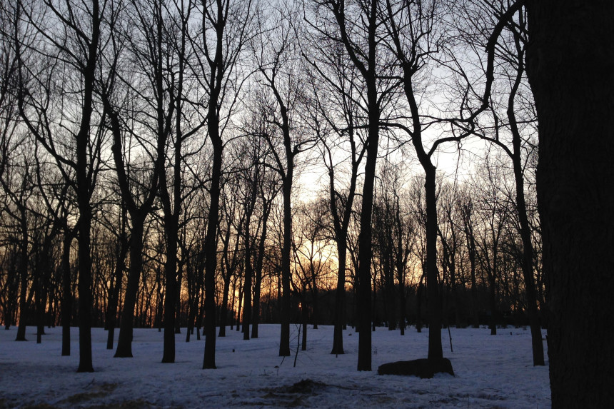 Mont Royal Trees