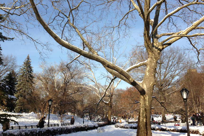 Snow in Central Park