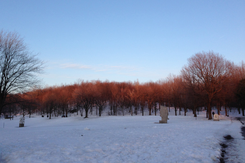 Mont Royal Trees