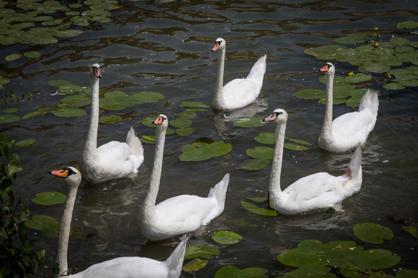 Swans